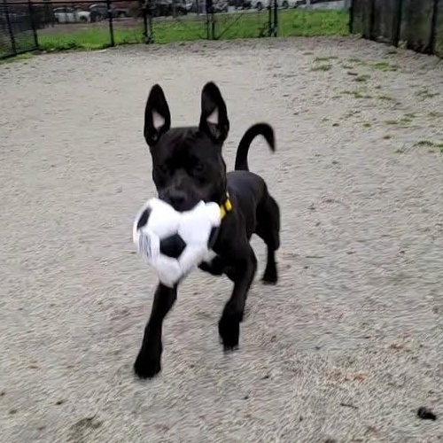 Benny thumbnail 2