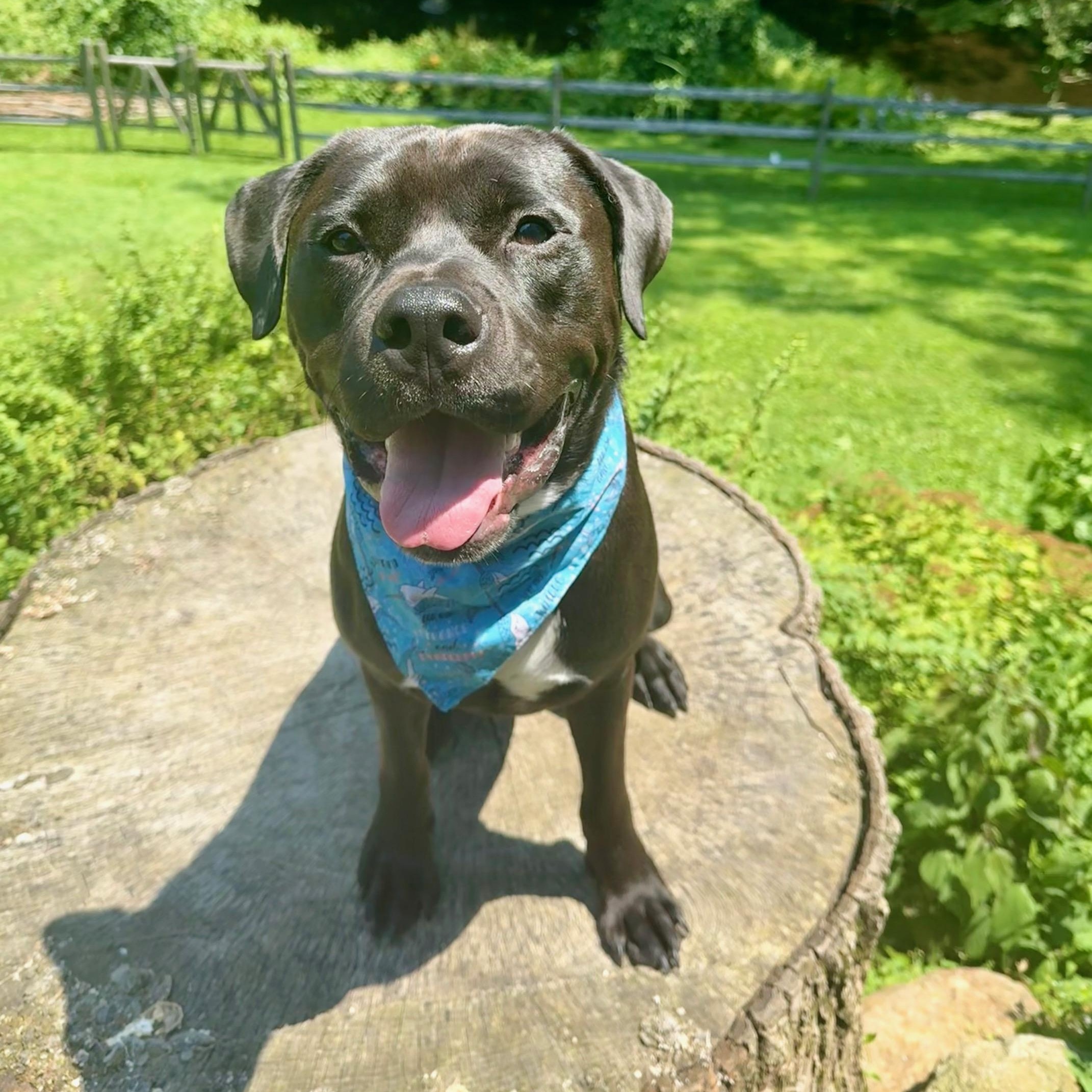Benny
