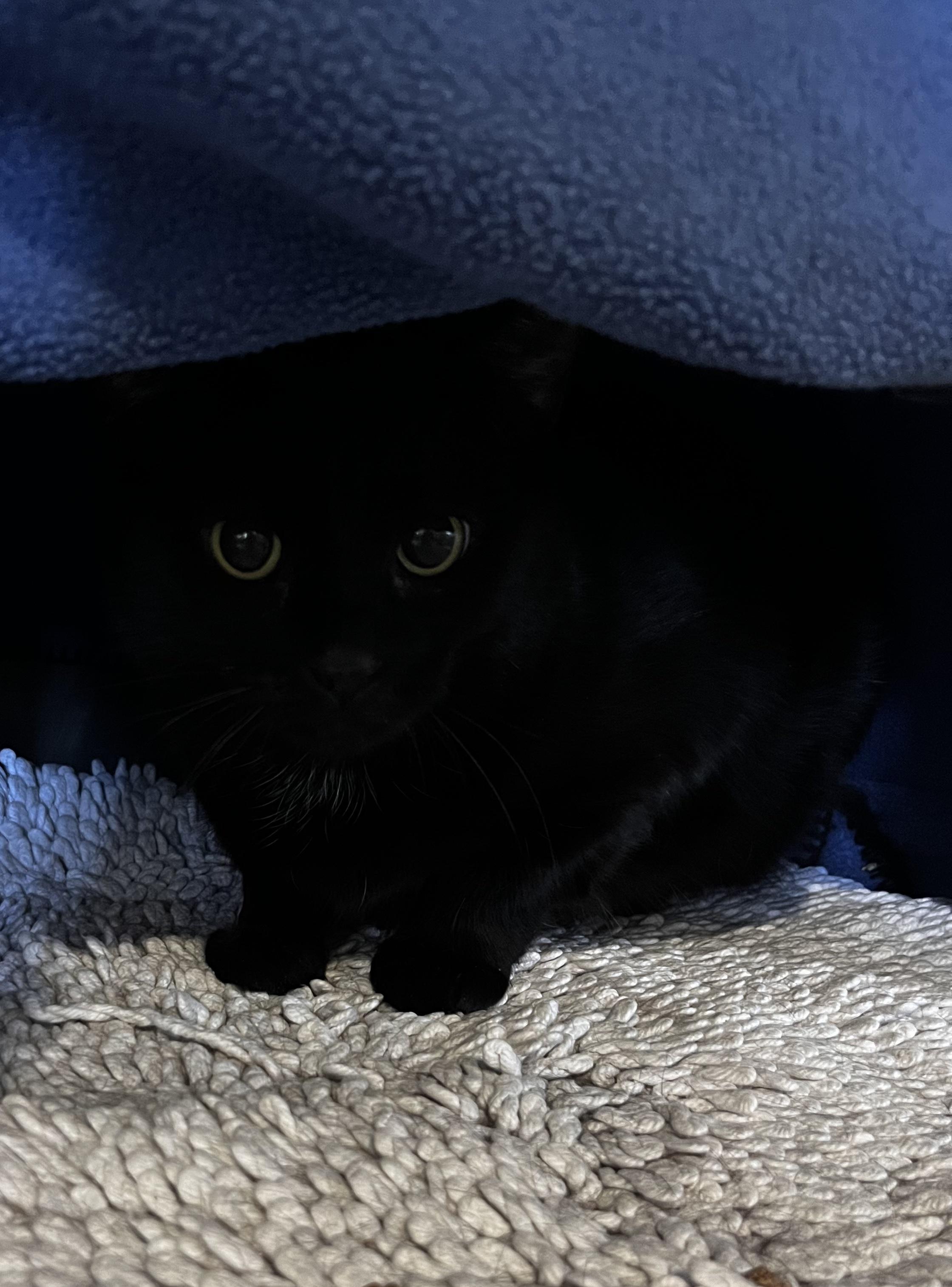 Enlarge Harley (Working Cat), a ADOPTABLE Domestic Short Hair in Blackstone, MA image 1/4