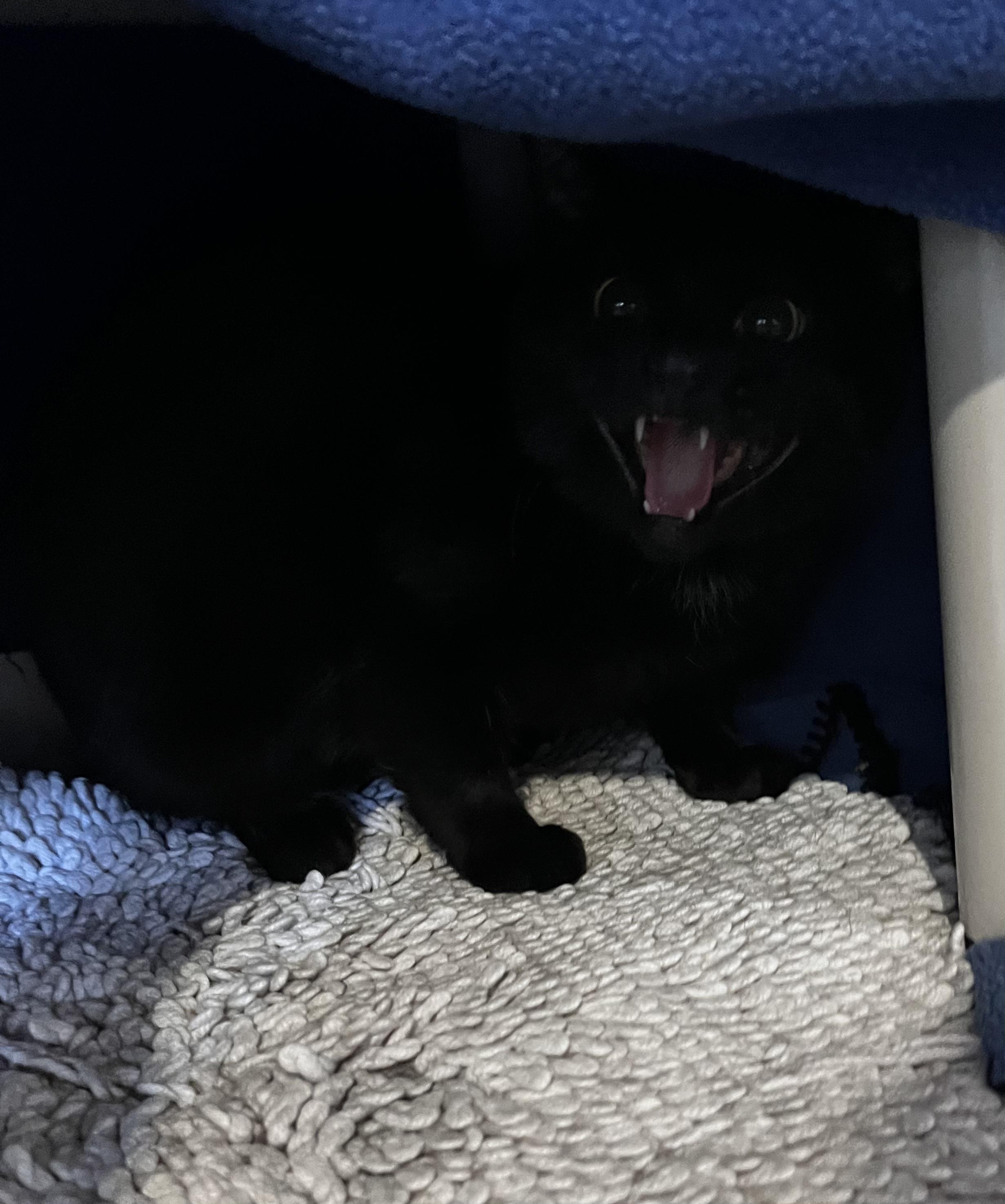 Enlarge Harley (Working Cat), a ADOPTABLE Domestic Short Hair in Blackstone, MA image 4/4