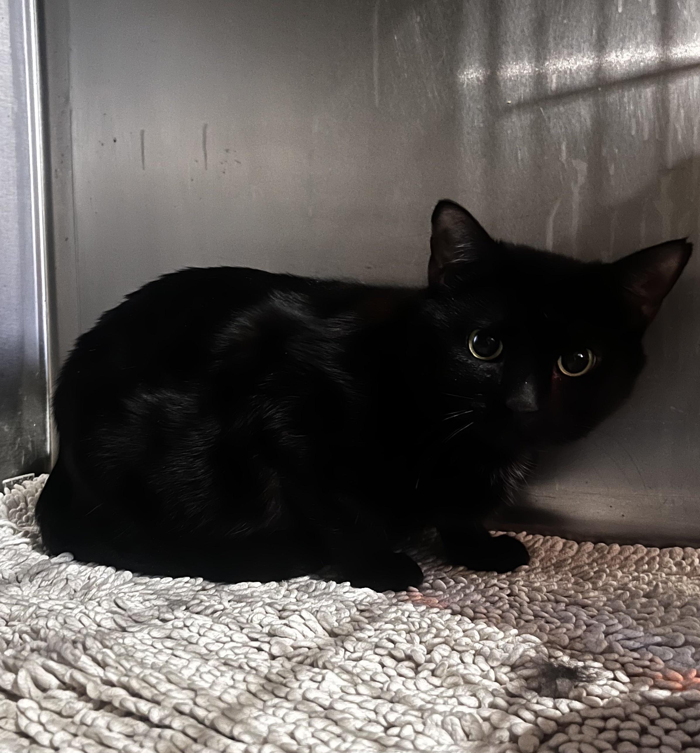 Enlarge Harley (Working Cat), a ADOPTABLE Domestic Short Hair in Blackstone, MA image 3/4