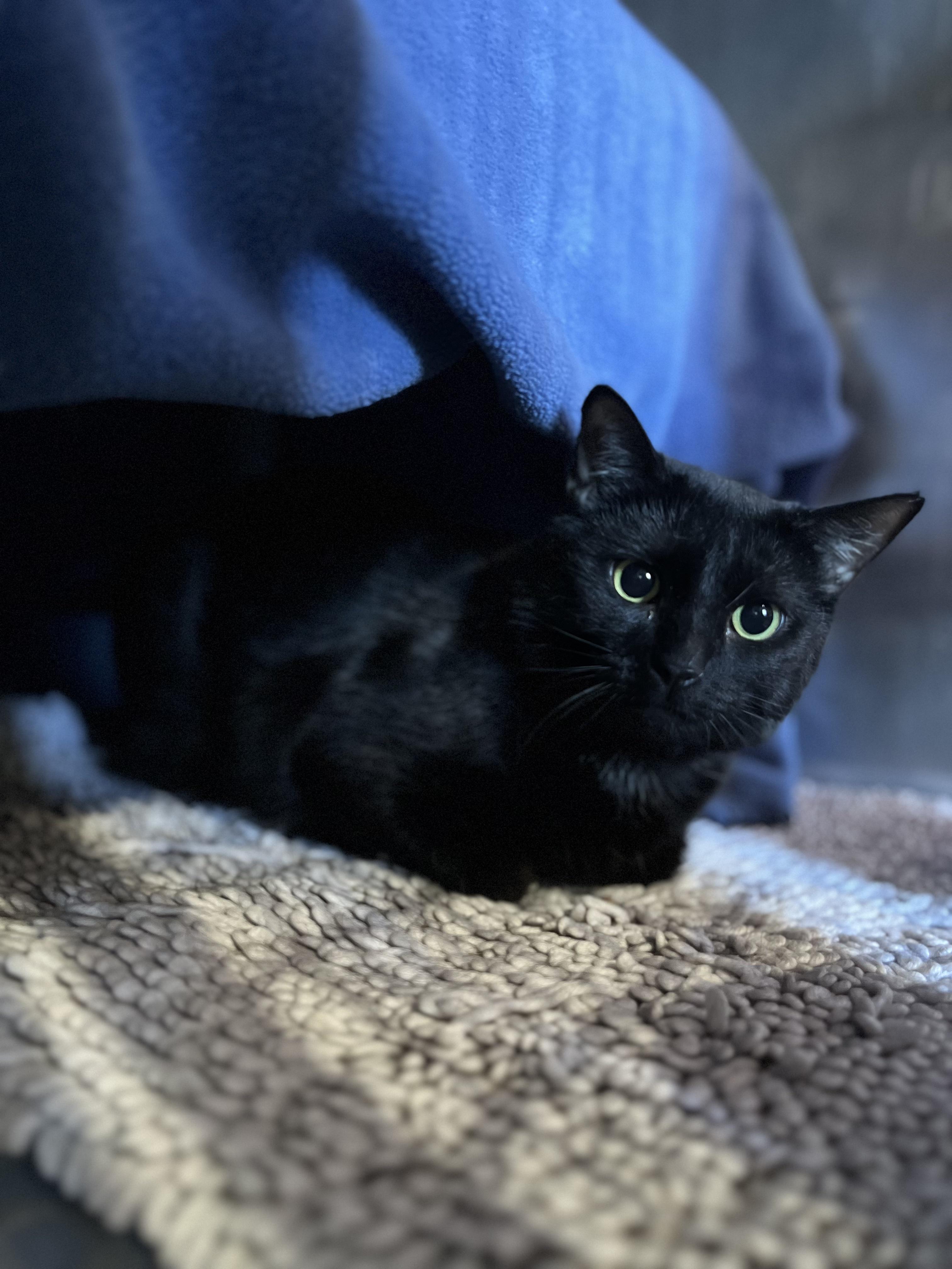 Enlarge Harley (Working Cat), a ADOPTABLE Domestic Short Hair in Blackstone, MA image 2/4