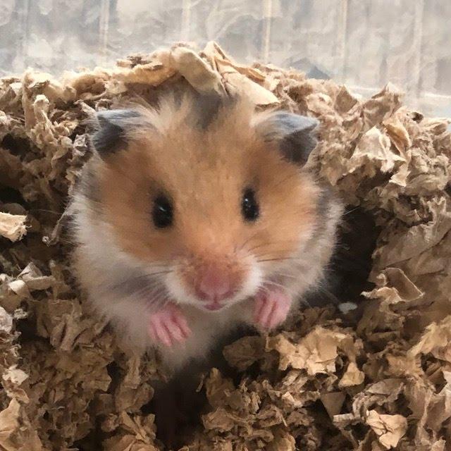 Bethany Biscuit, Adopted, Baby Female Hamster.