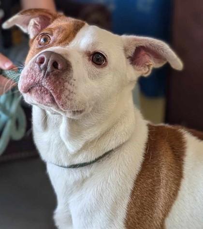 Roger, Adoptable, Adult Male Pit Bull Terrier & Mixed Breed.