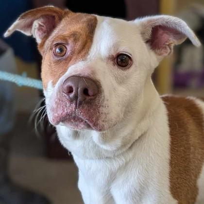 Roger, Adoptable, Adult Male Pit Bull Terrier & Mixed Breed.