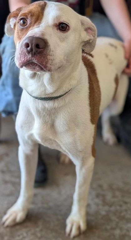 Enlarge Roger, a Adoptable mixed breed in La Harpe, KS image 3/3