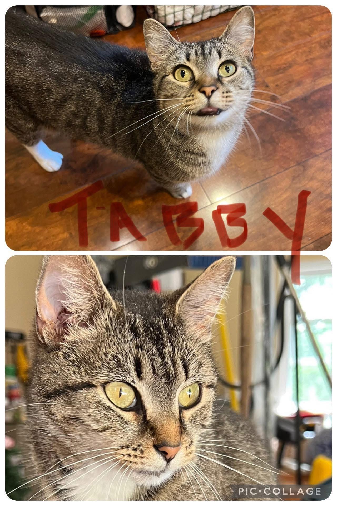 Enlarge Tabby, a Adopted Domestic Short Hair in Harriman, TN image 1/1