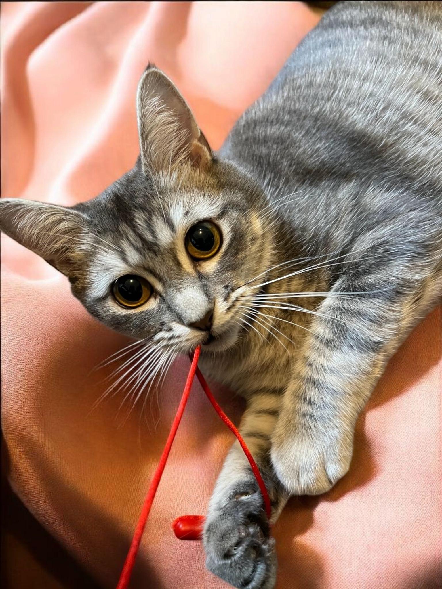 Sophia, Adult Female Tabby