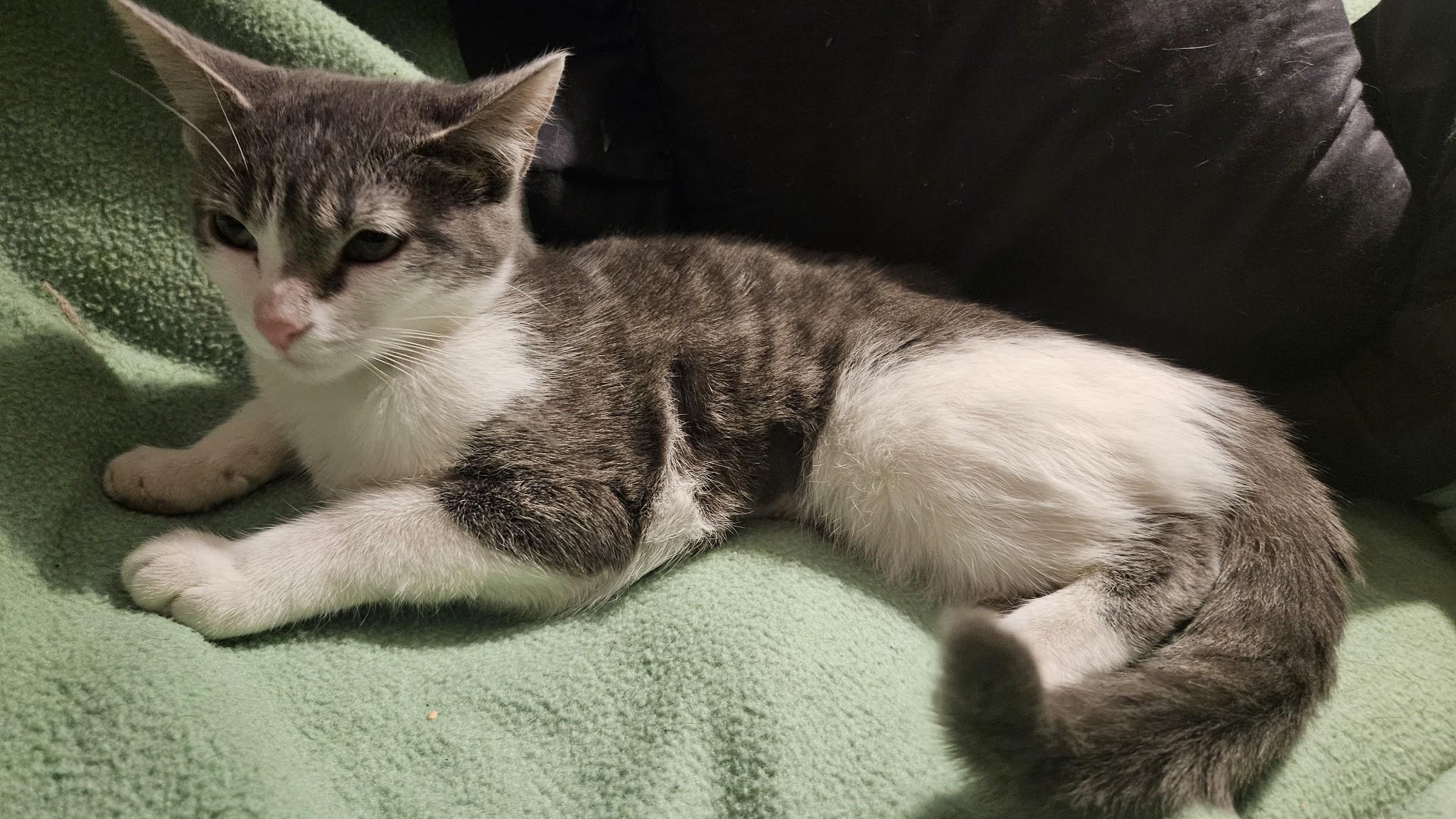 Enlarge Loretta, a Adoptable Domestic Short Hair in Kirklin, IN image 5/6