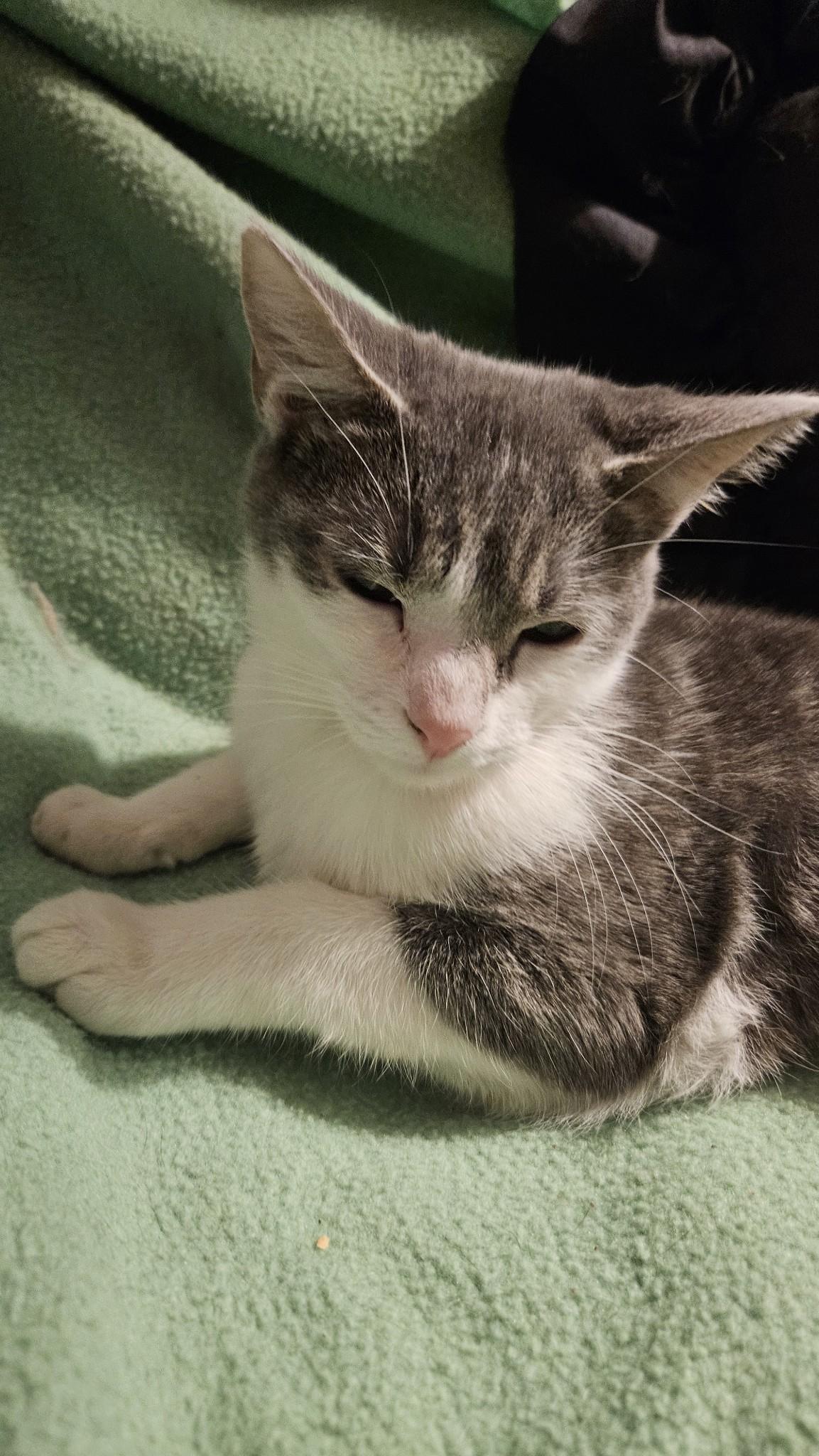 Enlarge Loretta, a Adoptable Domestic Short Hair in Kirklin, IN image 6/6