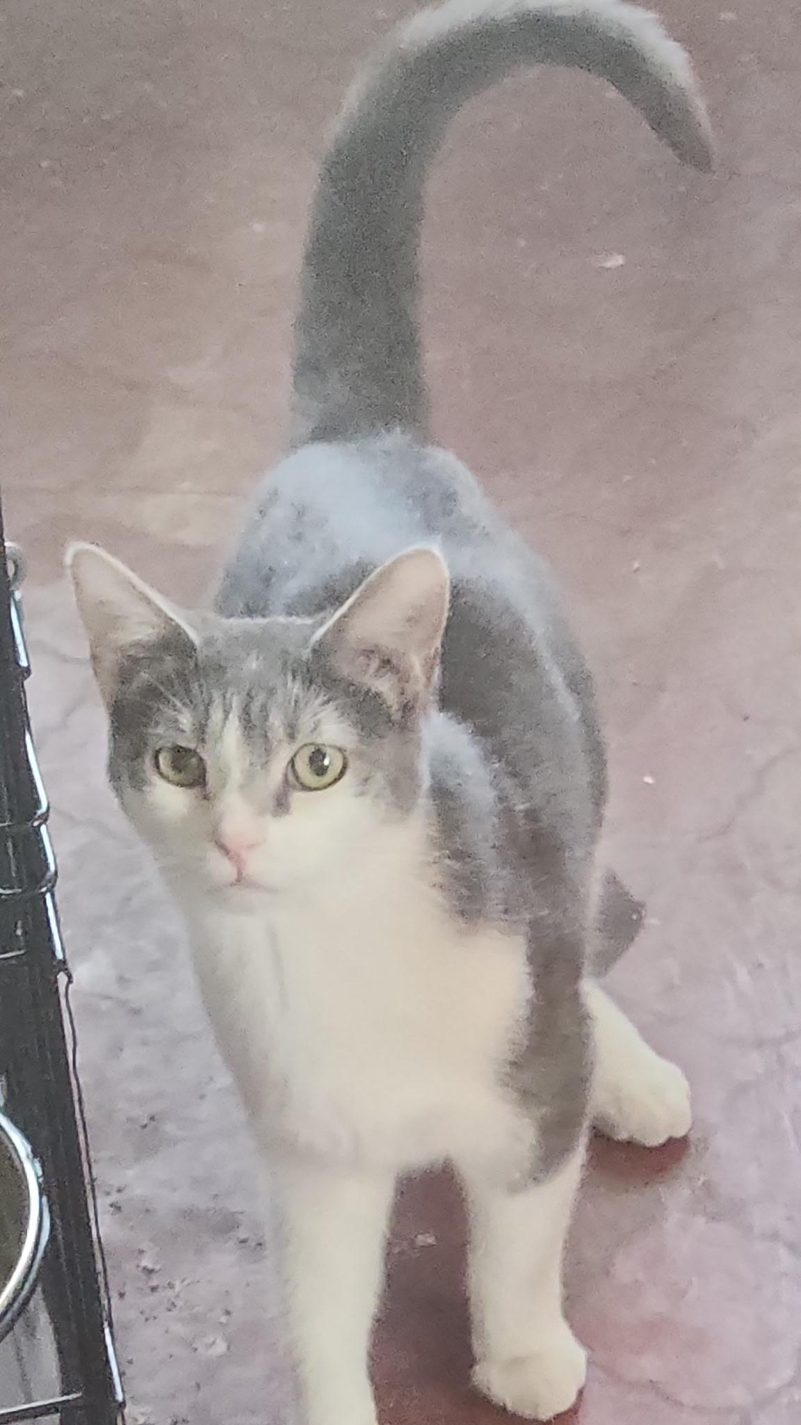 Enlarge Loretta, a Adoptable Domestic Short Hair in Kirklin, IN image 3/6