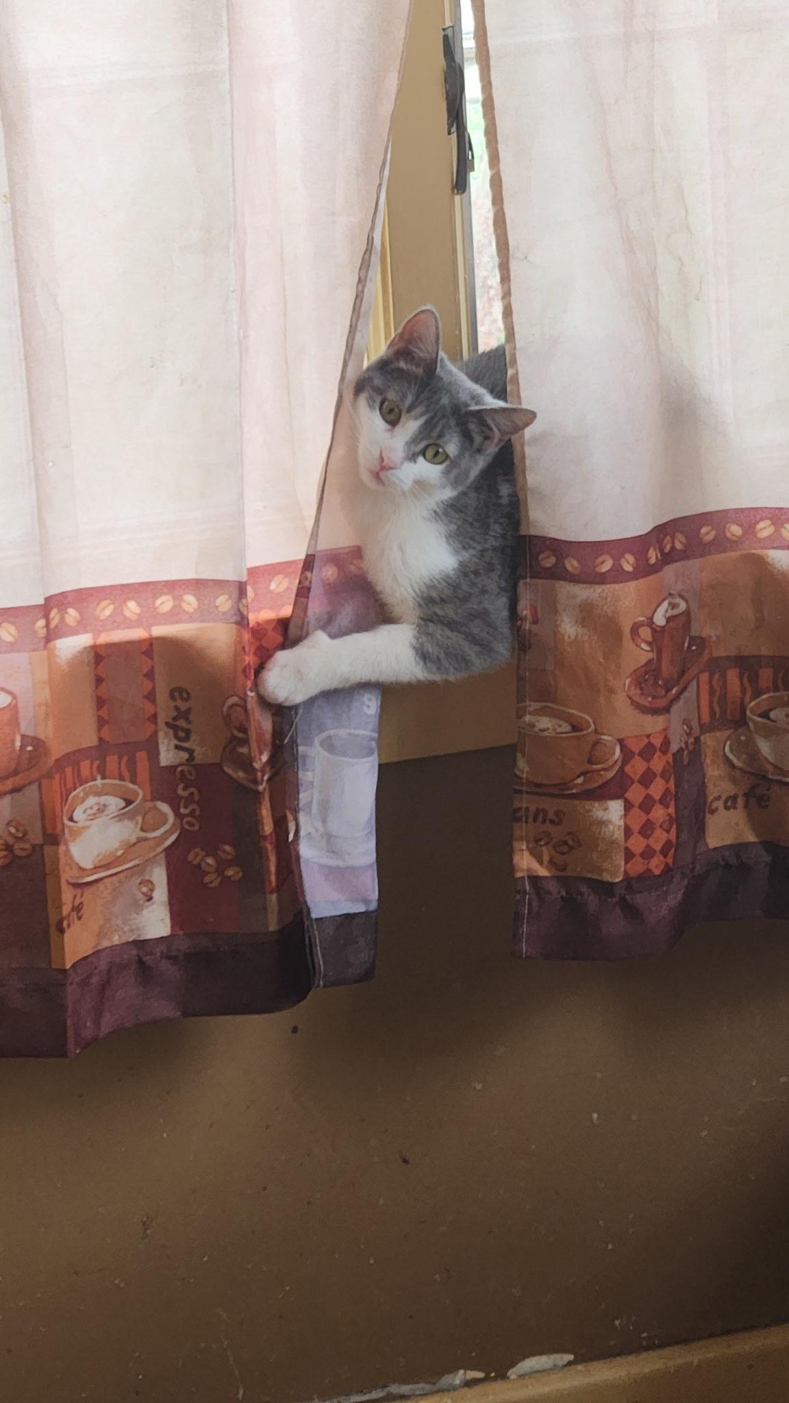 Enlarge Loretta, a Adoptable Domestic Short Hair in Kirklin, IN image 2/6