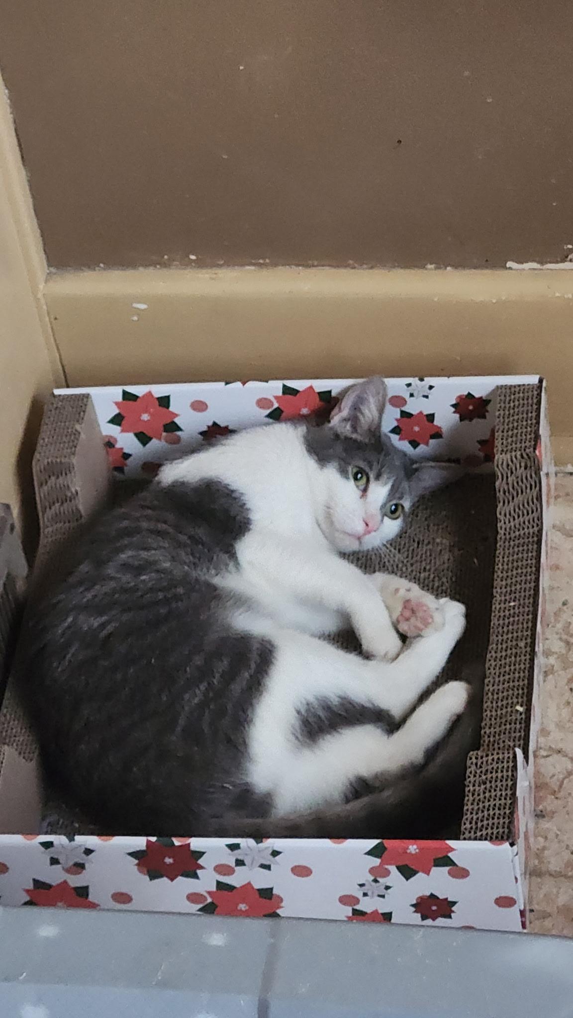 Enlarge Loretta, a Adoptable Domestic Short Hair in Kirklin, IN image 1/6