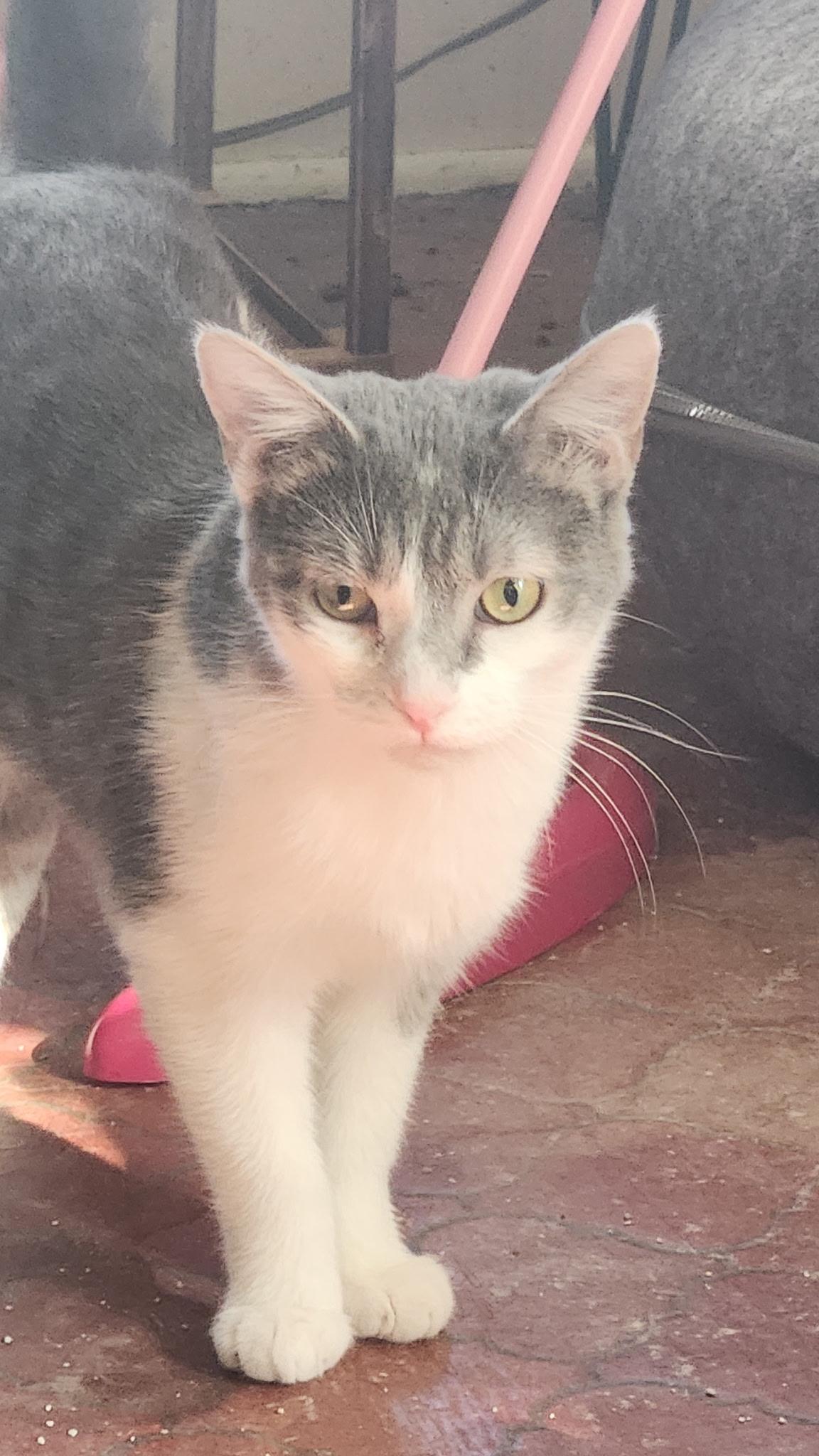 Enlarge Loretta, a Adoptable Domestic Short Hair in Kirklin, IN image 4/6