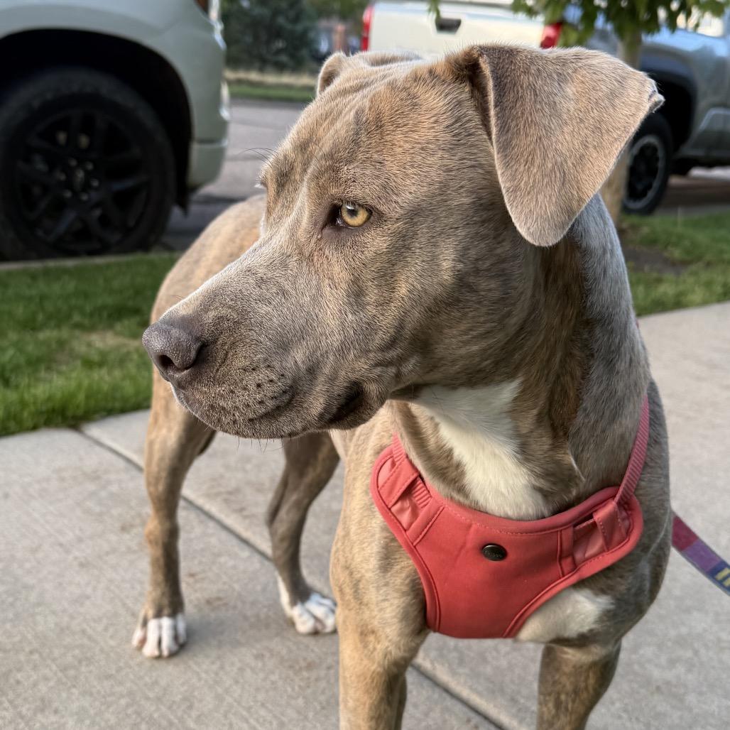 Enlarge Diamond, a Adoptable mixed breed in Fort Collins, CO image 1/6