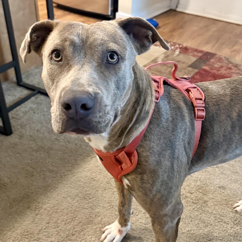 Enlarge Diamond, a Adoptable mixed breed in Fort Collins, CO image 2/6