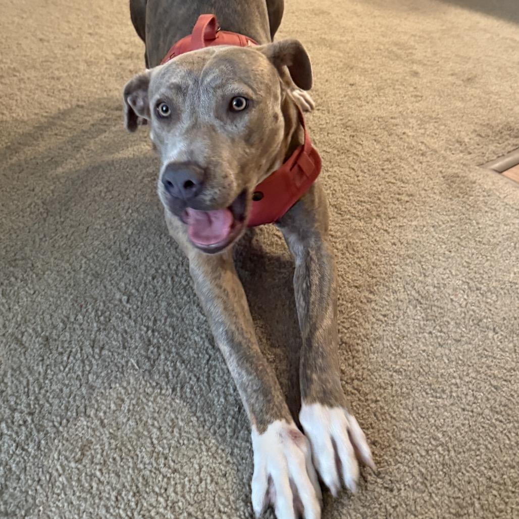 Enlarge Diamond, a Adoptable mixed breed in Fort Collins, CO image 3/6