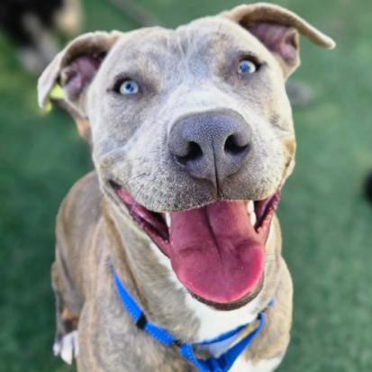 Enlarge Diamond, a Adoptable mixed breed in Fort Collins, CO image 4/6