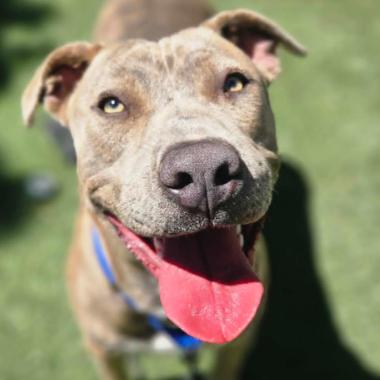 Enlarge Diamond, a Adoptable mixed breed in Fort Collins, CO image 5/6