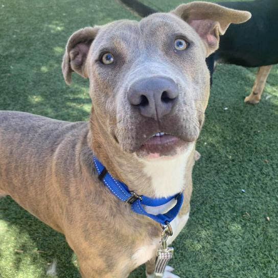 Enlarge Diamond, a Adoptable mixed breed in Fort Collins, CO image 6/6