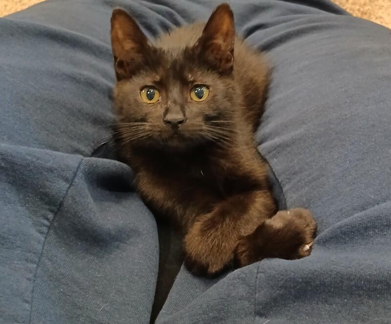 Enzo, Adoptable, Young Male Domestic Medium Hair.