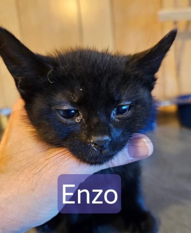 Enlarge Enzo, a Adoptable Domestic Medium Hair in Kennewick, WA image 2/2