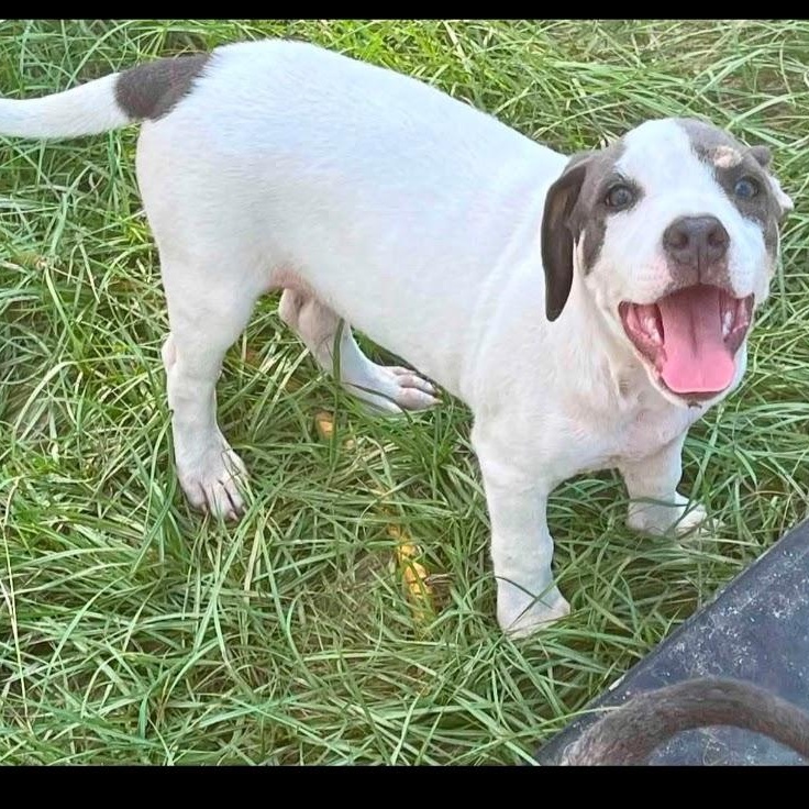 Chicken Little, Adoptable, Puppy Female Jack Russell Terrier & Pit Bull Terrier.