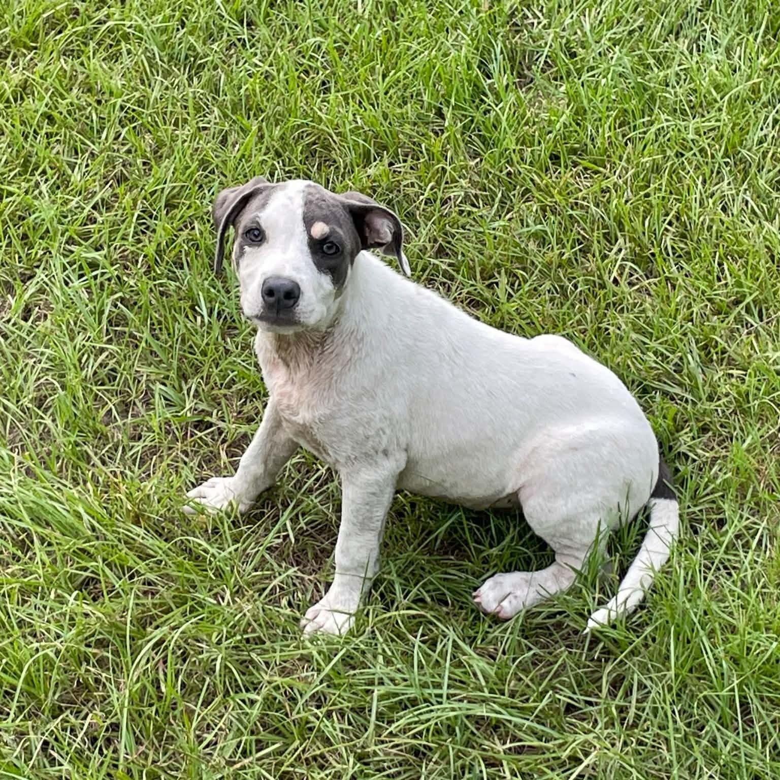 Enlarge Chicken Little, a Adoptable mixed breed in South Amboy, NJ image 6/6