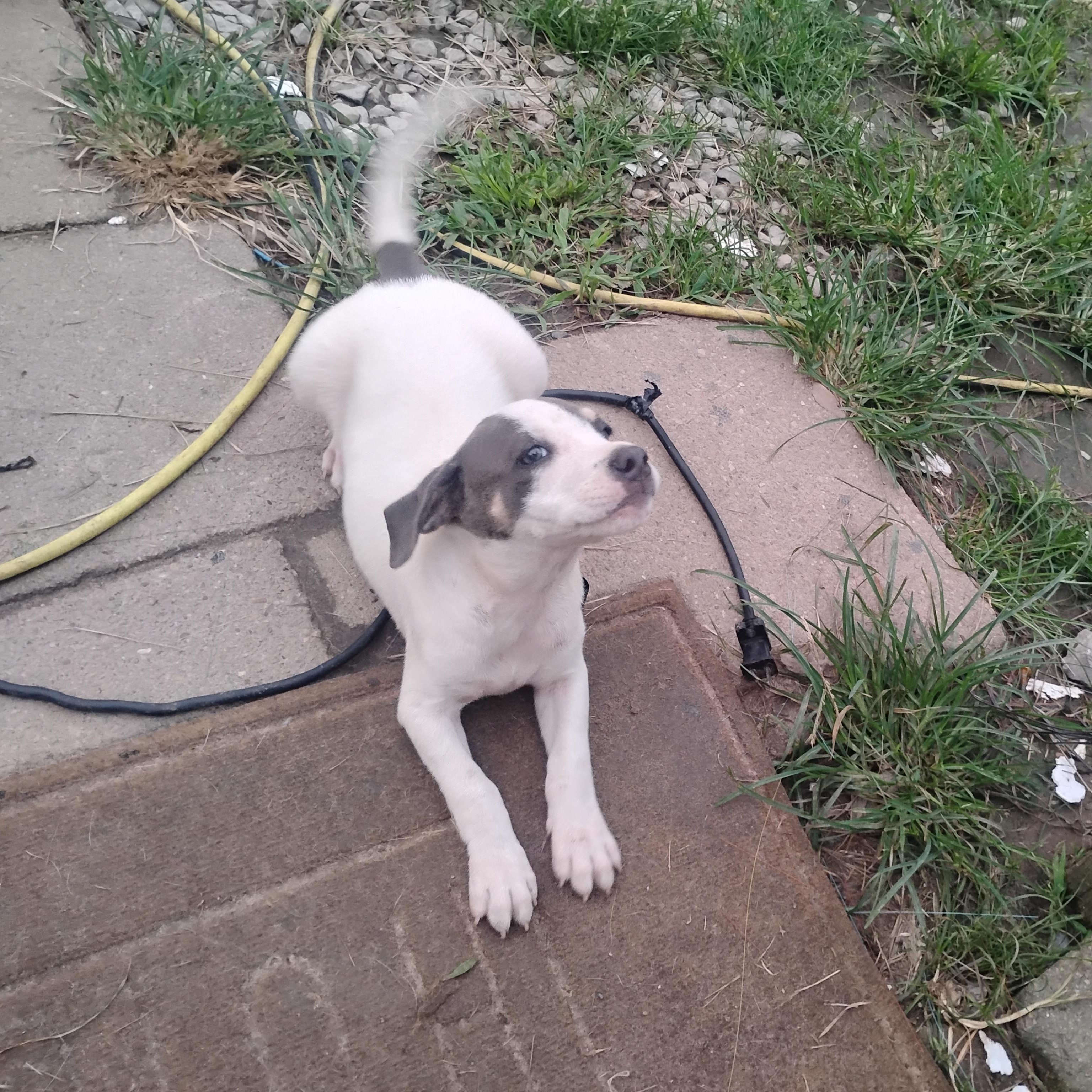 Enlarge Chicken Little, a Adoptable mixed breed in South Amboy, NJ image 3/6