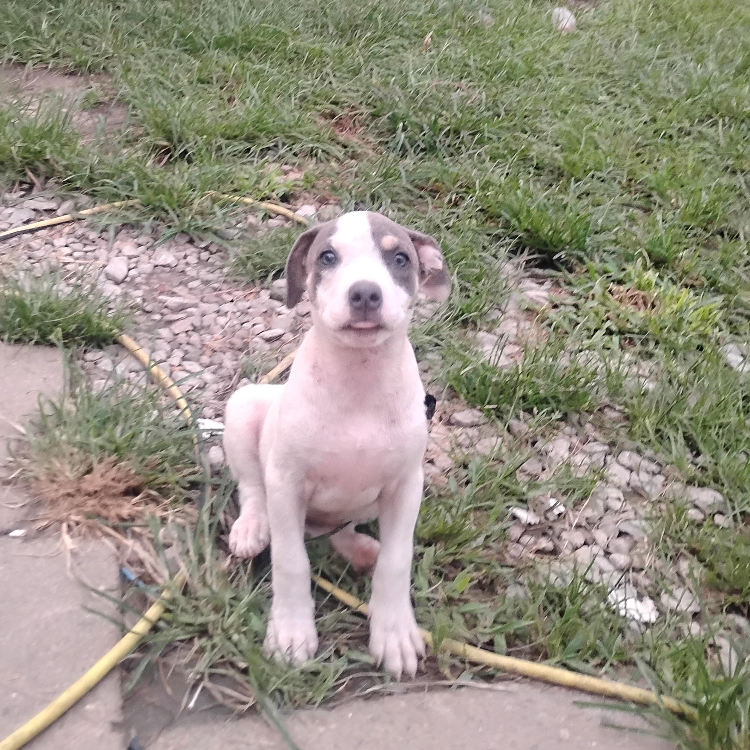 Enlarge Chicken Little, a Adoptable mixed breed in South Amboy, NJ image 4/6
