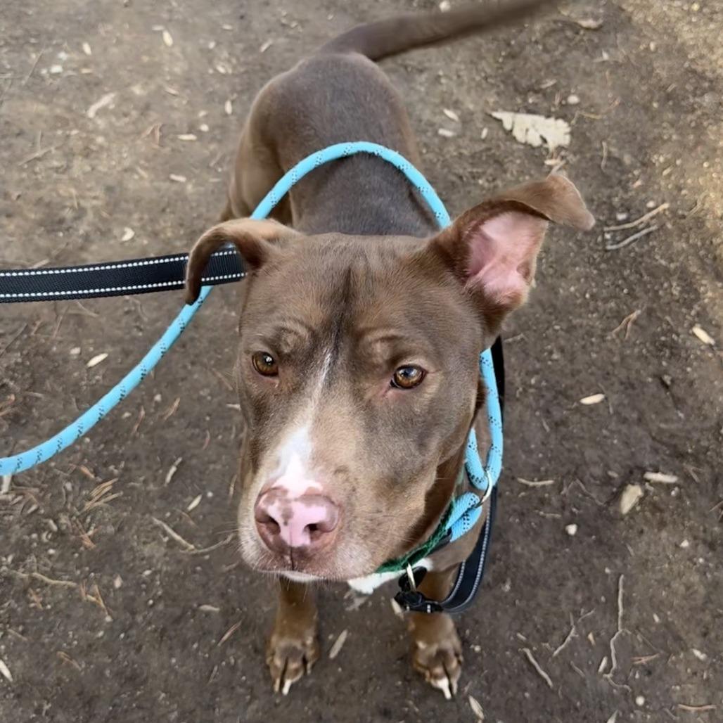 Madonna, Adoptable, Young Female Pit Bull Terrier.