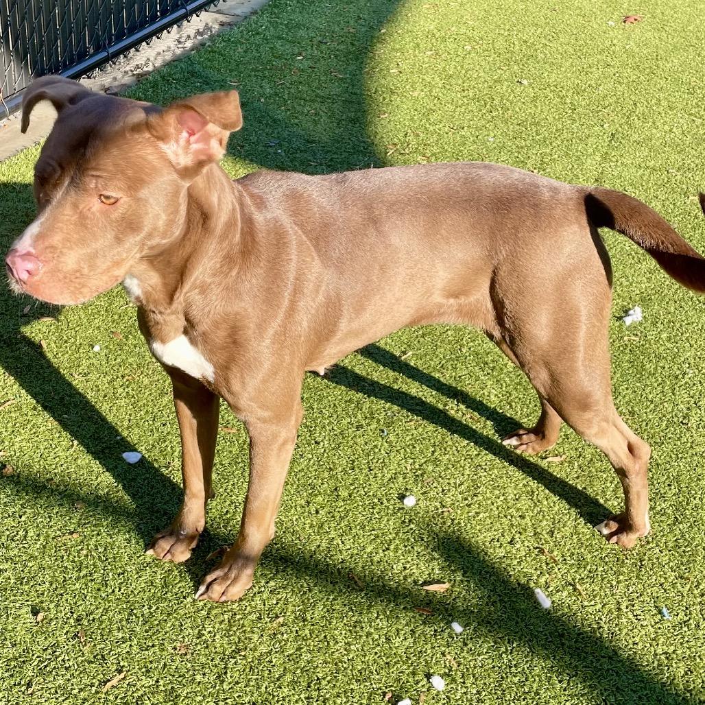 Enlarge Madonna, a Adoptable Pit Bull Terrier in Greensboro, NC image 2/6