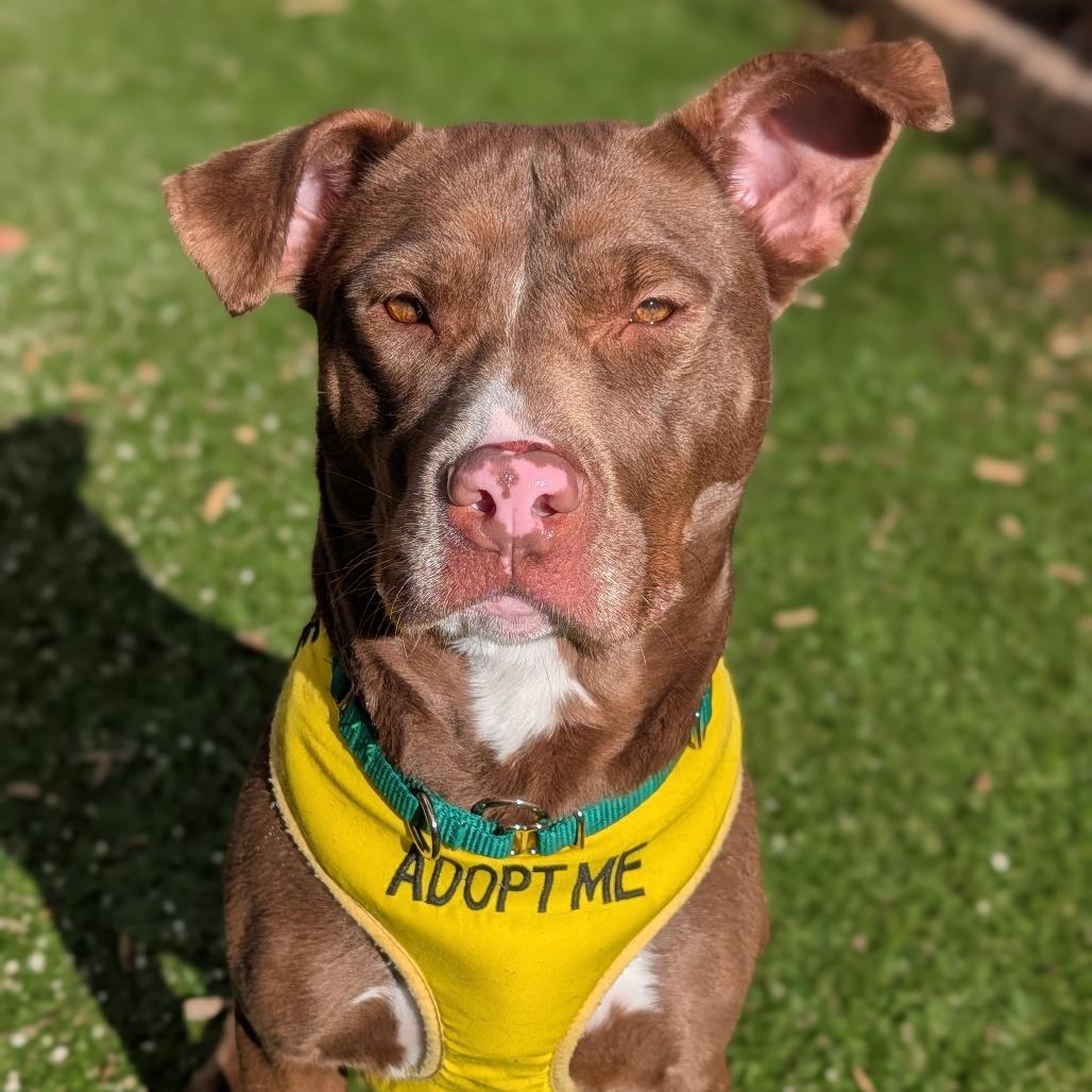 Enlarge Madonna, a Adoptable Pit Bull Terrier in Greensboro, NC image 3/6