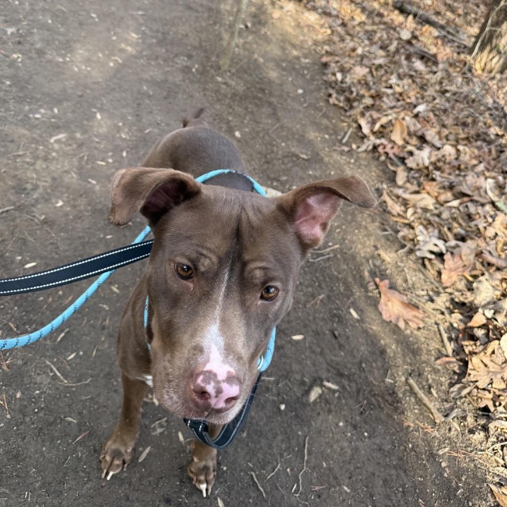 Enlarge Madonna, a Adoptable Pit Bull Terrier in Greensboro, NC image 5/6