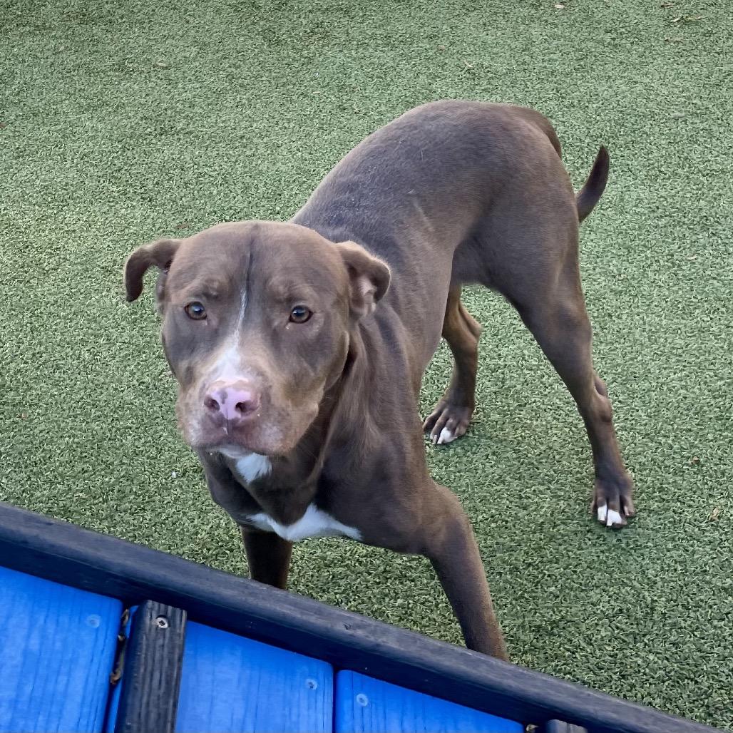 Enlarge Madonna, a Adoptable Pit Bull Terrier in Greensboro, NC image 6/6