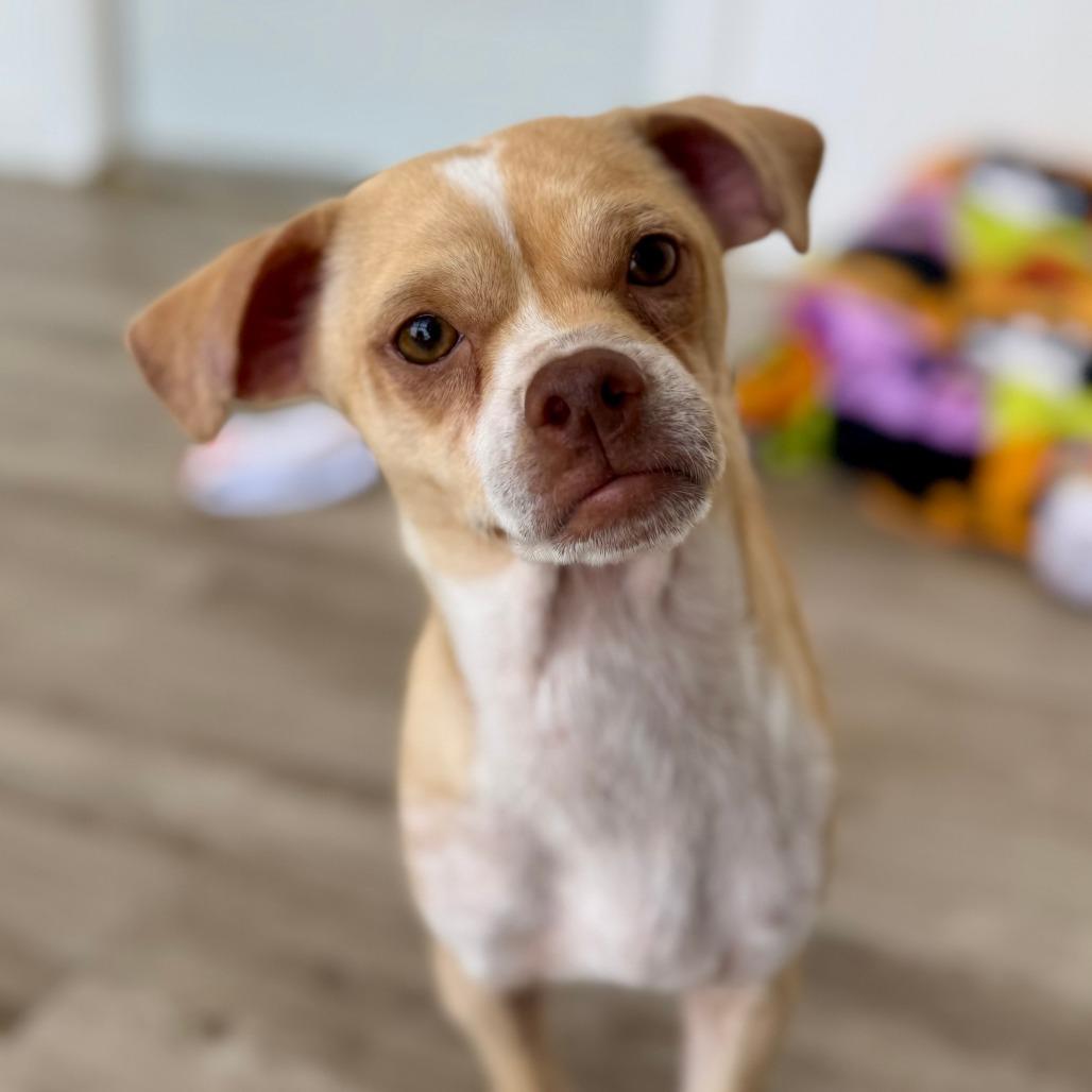 Volcano, Adoptable, Adult Male Terrier & Chihuahua.
