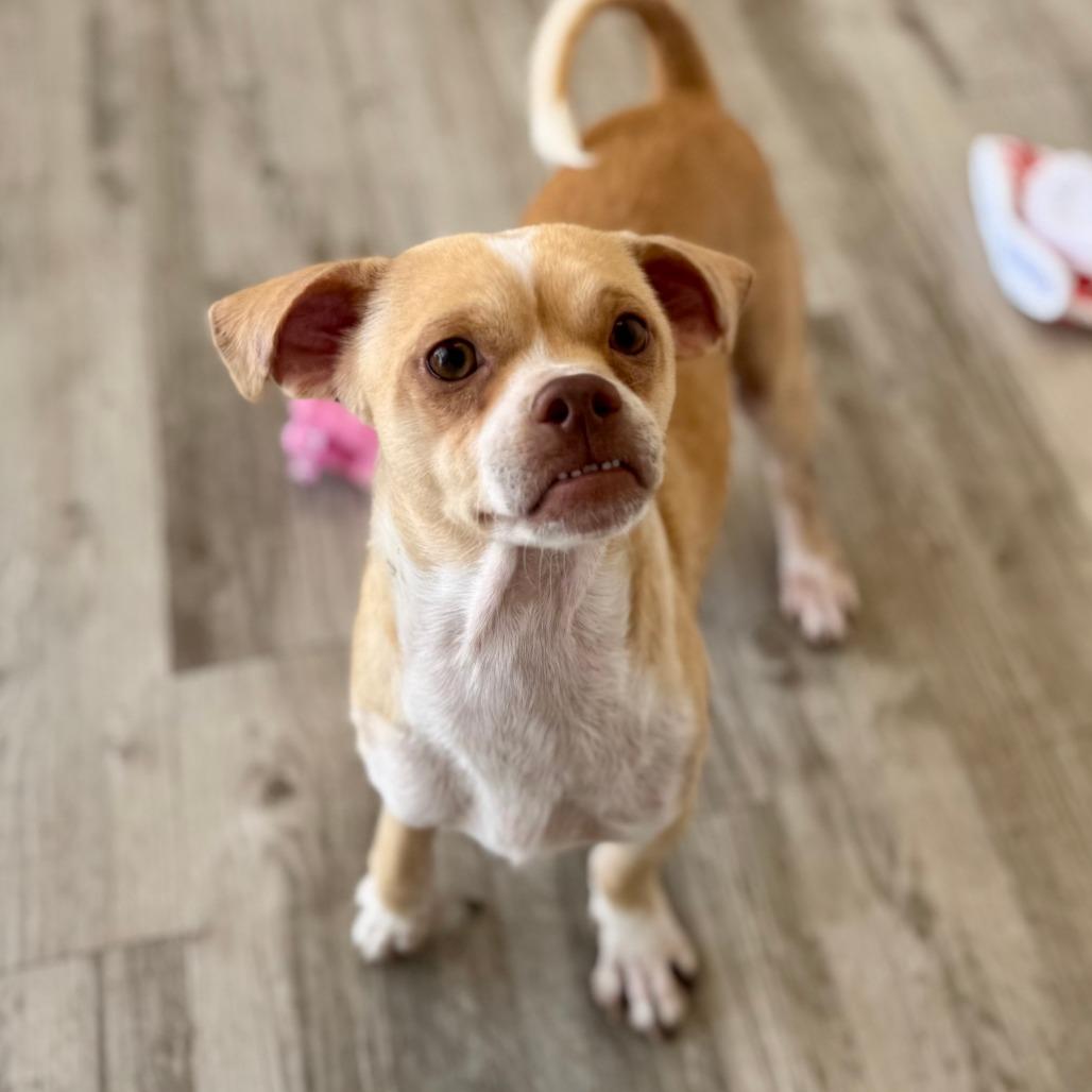 Enlarge Volcano, a Adoptable mixed breed in Green Bay, WI image 2/6