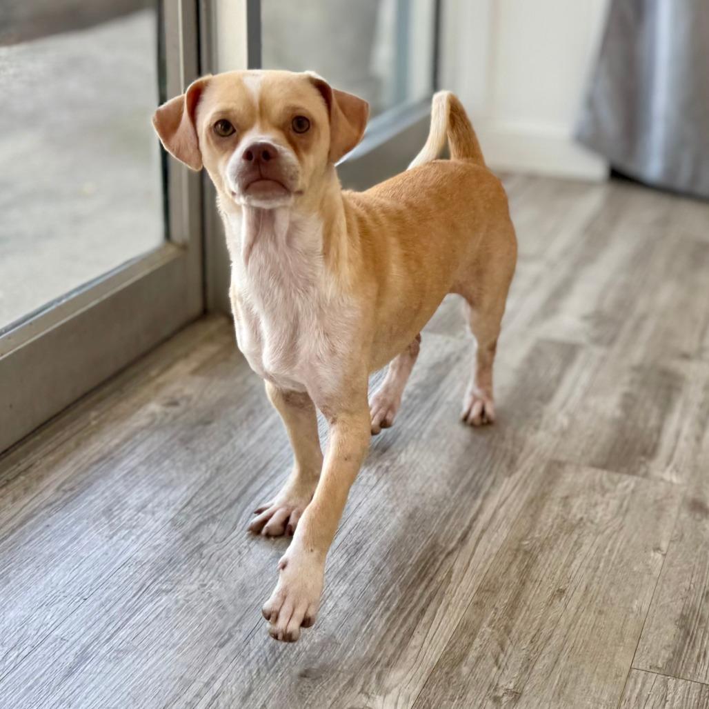 Enlarge Volcano, a Adoptable mixed breed in Green Bay, WI image 3/6