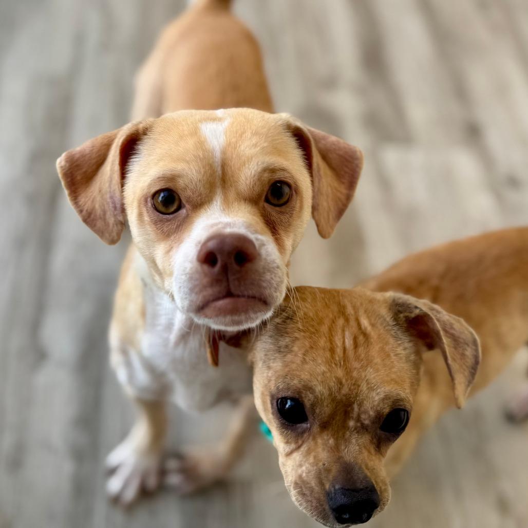 Enlarge Volcano, a Adoptable mixed breed in Green Bay, WI image 4/6