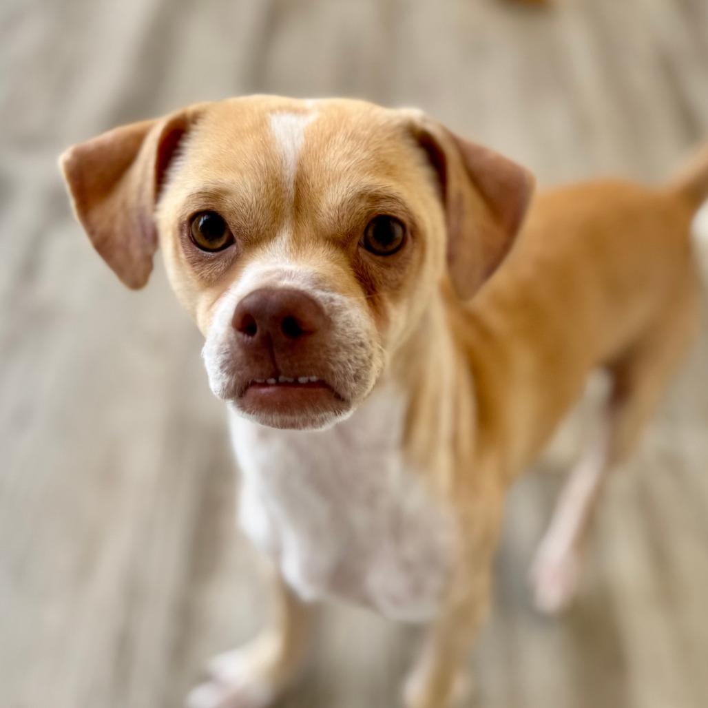 Enlarge Volcano, a Adoptable mixed breed in Green Bay, WI image 5/6