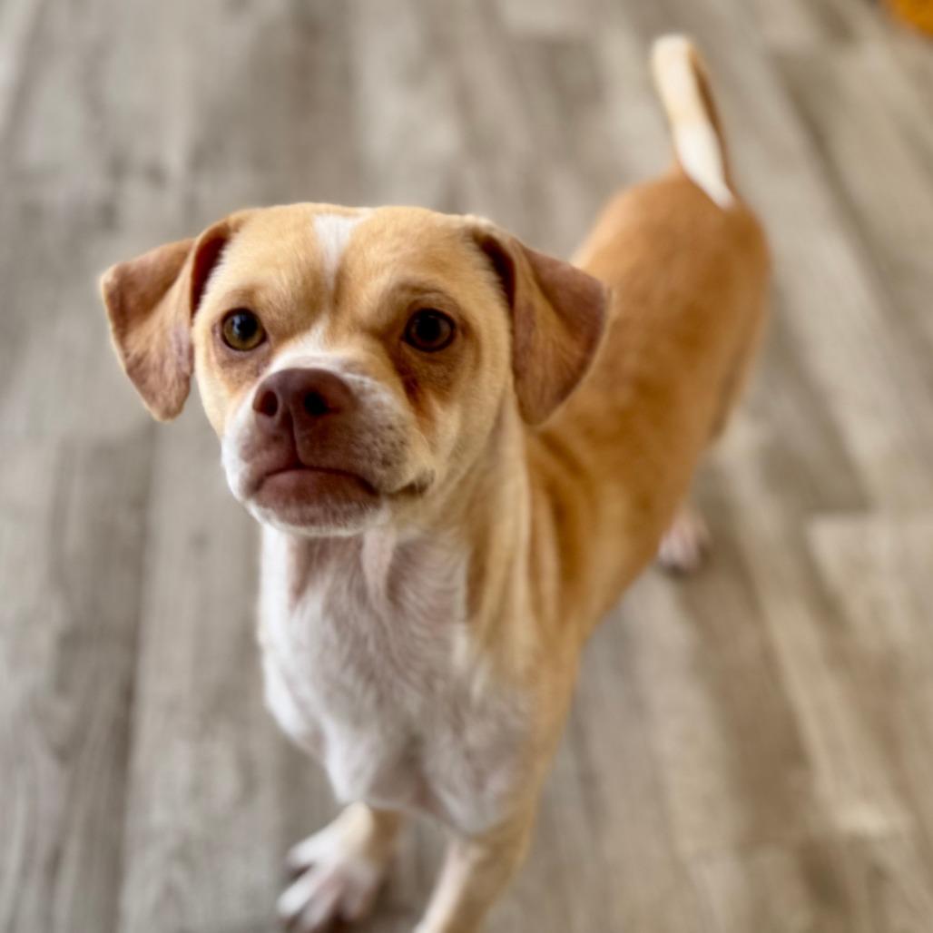 Enlarge Volcano, a Adoptable mixed breed in Green Bay, WI image 6/6