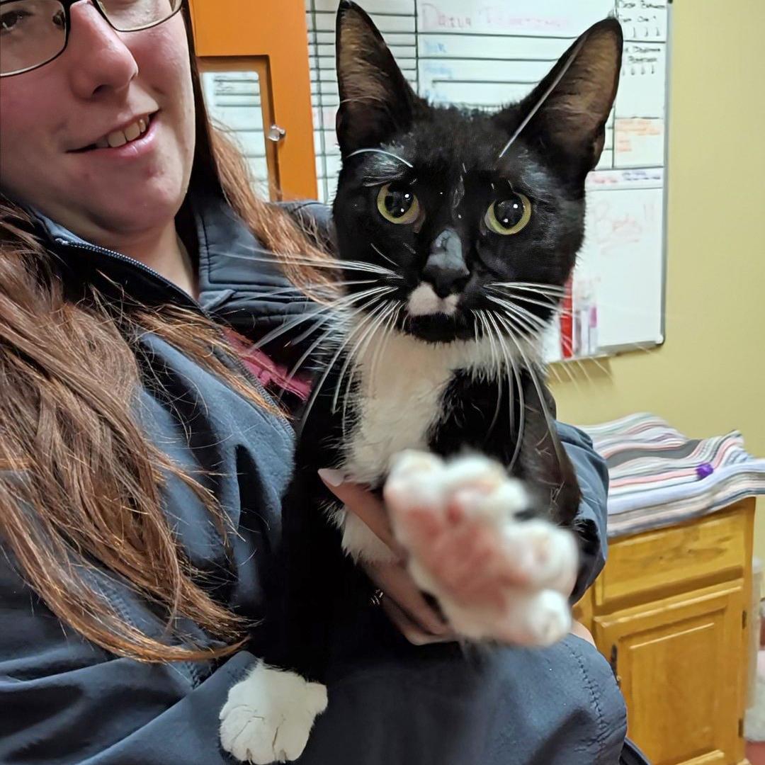 Enlarge Karina, a ADOPTABLE Domestic Short Hair in Accident, MD image 1/6