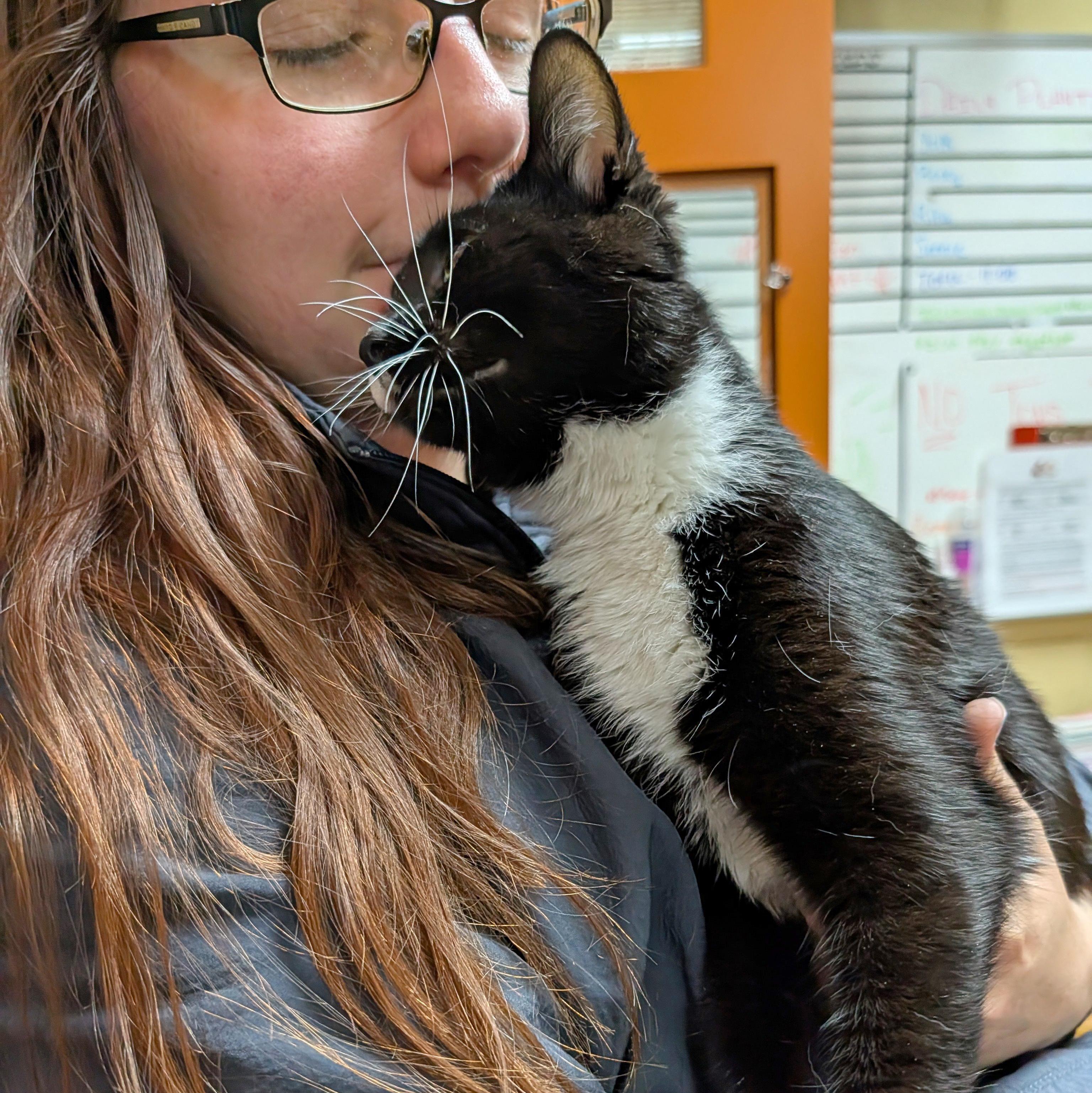 Enlarge Karina, a ADOPTABLE Domestic Short Hair in Accident, MD image 4/6