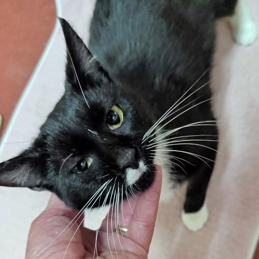 Enlarge Karina, a ADOPTABLE Domestic Short Hair in Accident, MD image 5/6