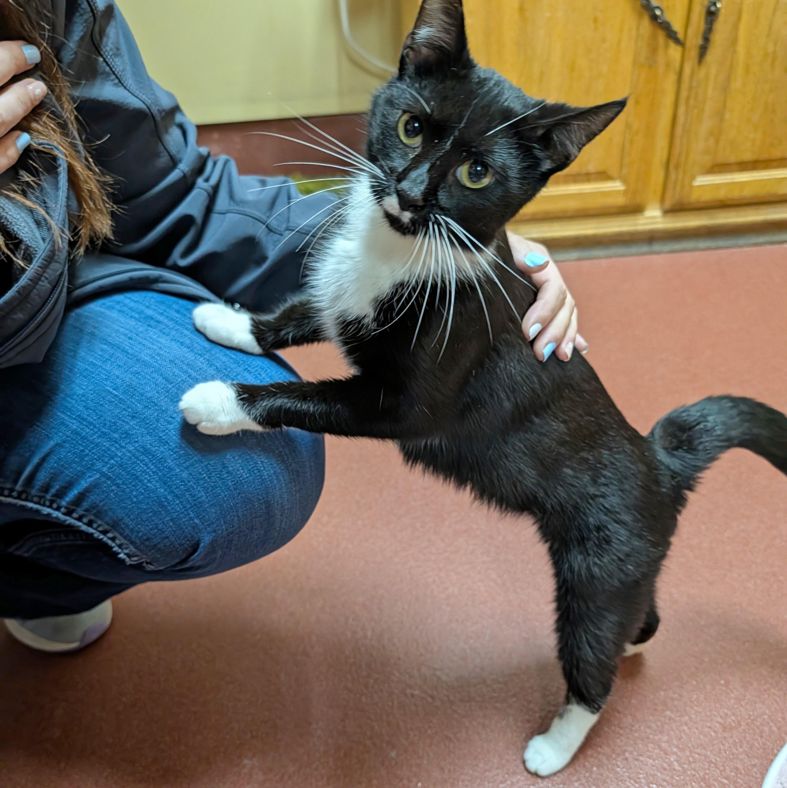 Enlarge Karina, a ADOPTABLE Domestic Short Hair in Accident, MD image 2/6