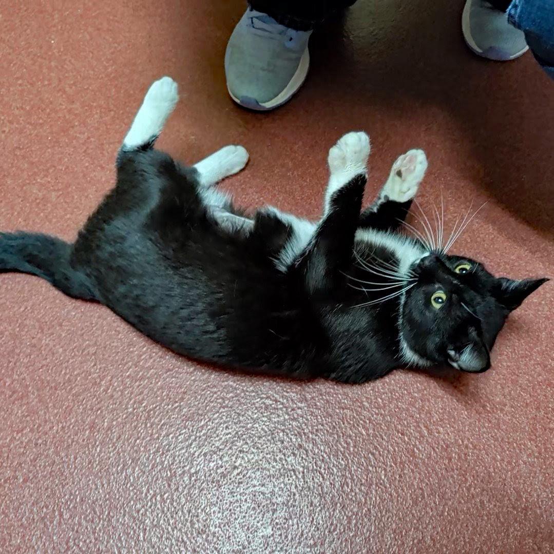 Enlarge Karina, a ADOPTABLE Domestic Short Hair in Accident, MD image 3/6