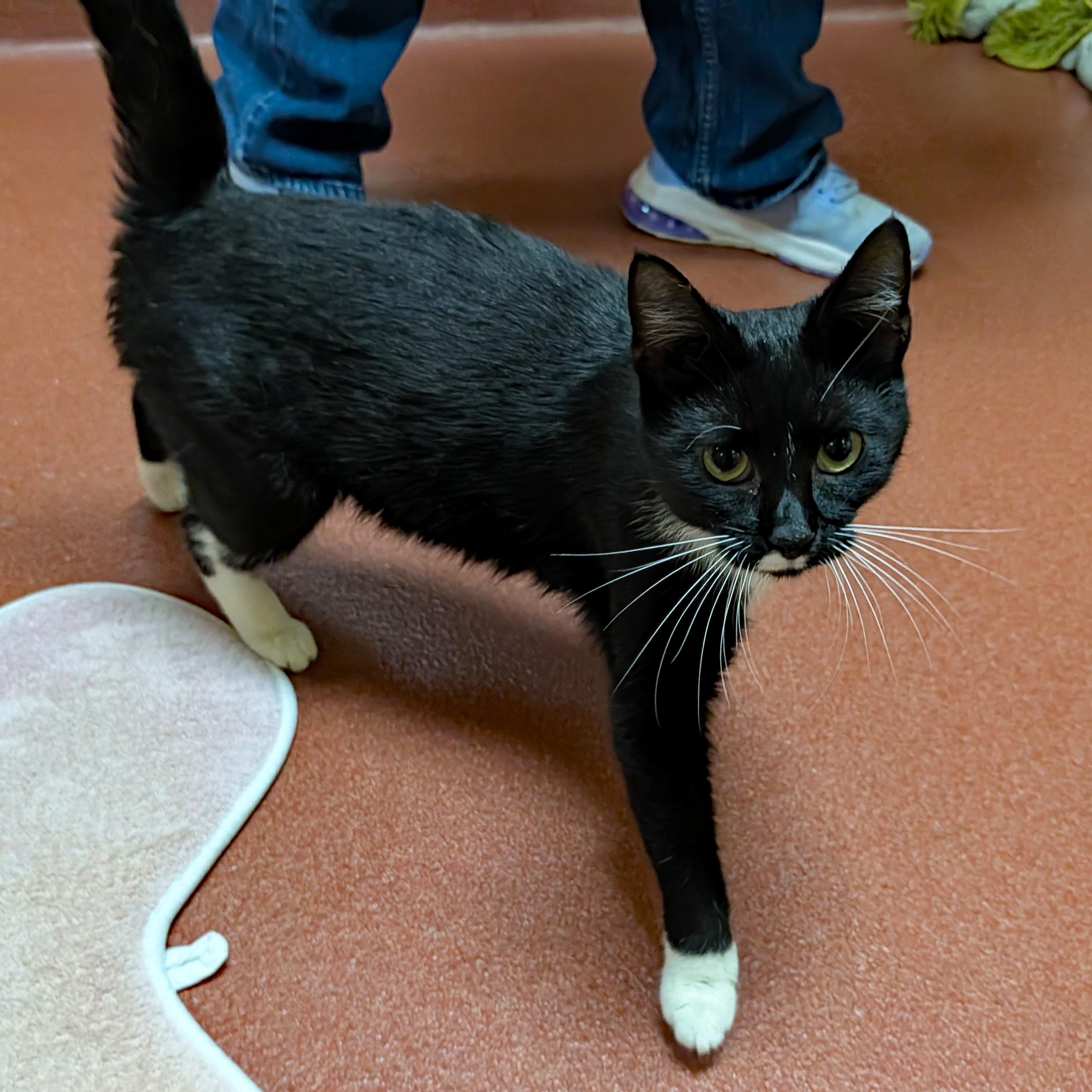 Enlarge Karina, a ADOPTABLE Domestic Short Hair in Accident, MD image 6/6