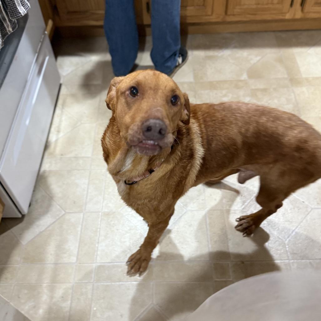 Beau, Adoptable, Adult Male Coonhound & Mixed Breed.