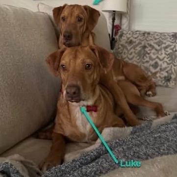 Enlarge Beau, a Adoptable mixed breed in Avon, OH image 1/6