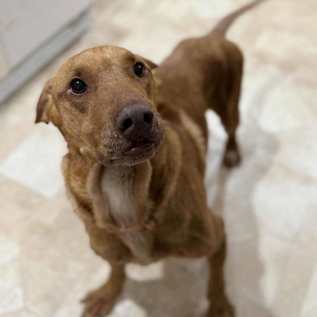 Enlarge Beau, a Adoptable mixed breed in Avon, OH image 2/5